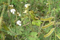 Tephrosia villosa